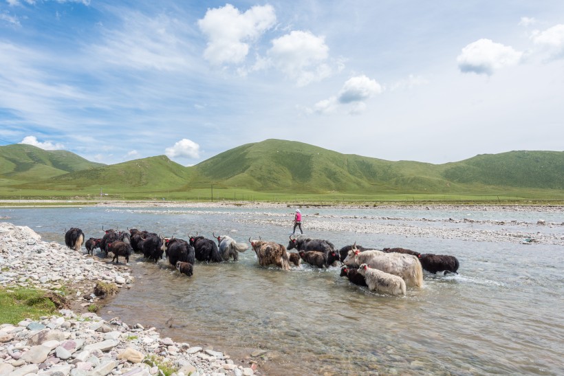 点击大图看下一张：青海夏季草原自然风景图片