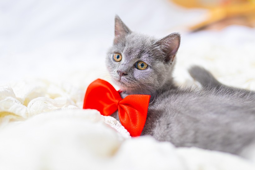 点击大图看下一张：可爱灰色小猫图片