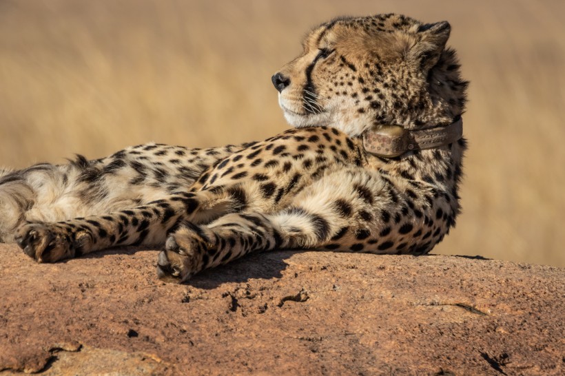 点击大图看下一张：南非猎豹图片