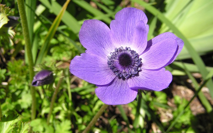 点击大图看下一张：紫色银莲花图片
