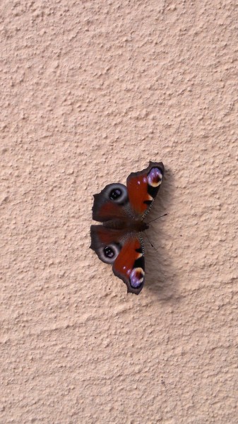 点击大图看下一张：漂亮的孔雀蝴蝶图片
