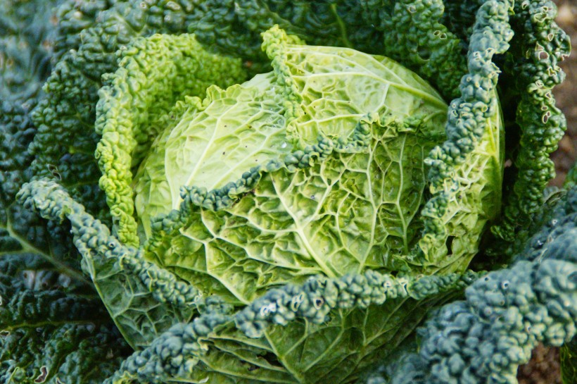 点击大图看下一张：绿色健康的卷心菜图片