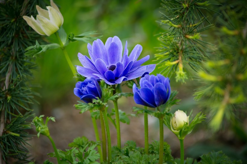 点击大图看下一张：紫色日本银莲花图片
