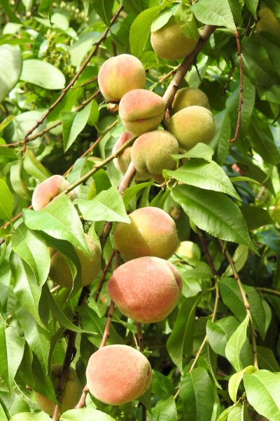 点击大图看下一张：树枝上的桃子图片