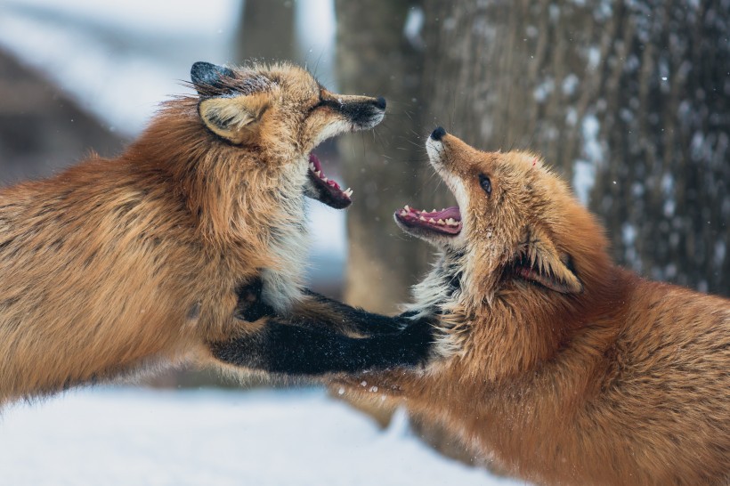 点击大图看下一张：可爱灵气的狐狸图片