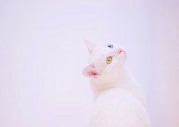 纯白的猫咪图片_13张