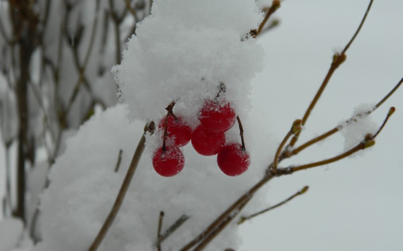 点击大图看下一张：冬日的红色浆果图片