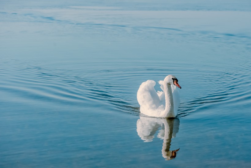 点击大图看下一张：水中的白天鹅图片