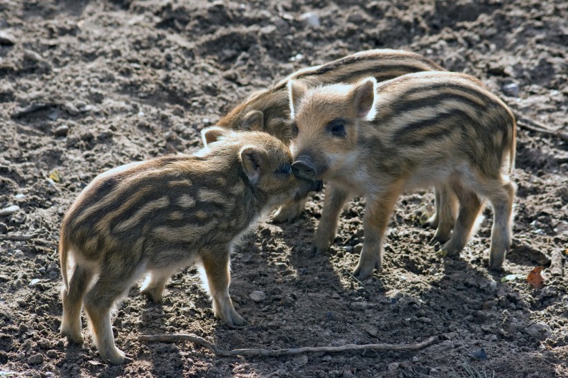 点击大图看下一张：可爱的小野猪图片