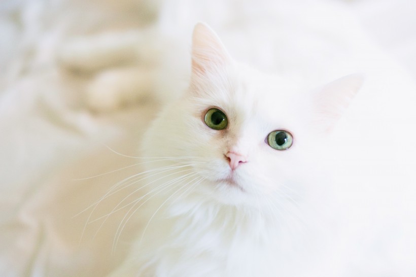 点击大图看下一张：纯白的猫咪图片