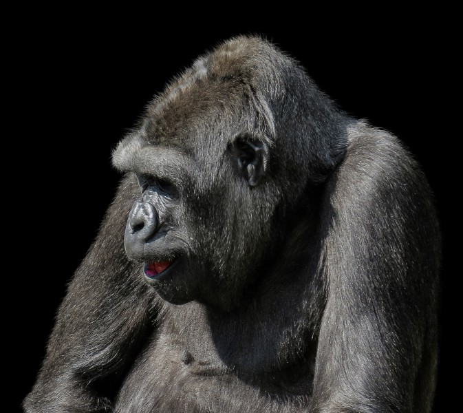 点击大图看下一张：呆萌可爱的银背大猩猩图片 