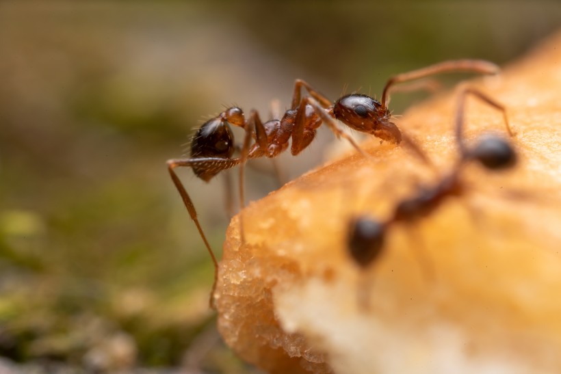点击大图看下一张：微距蚂蚁图片