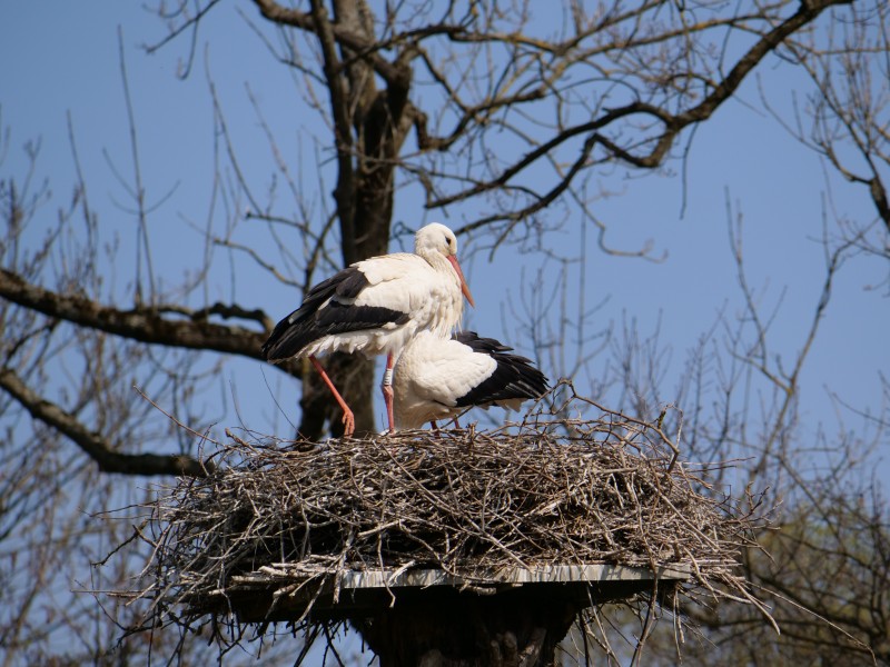 点击大图看下一张：鸟巢上的白鹭图片
