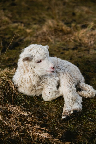 点击大图看下一张：可爱的小绵羊图片