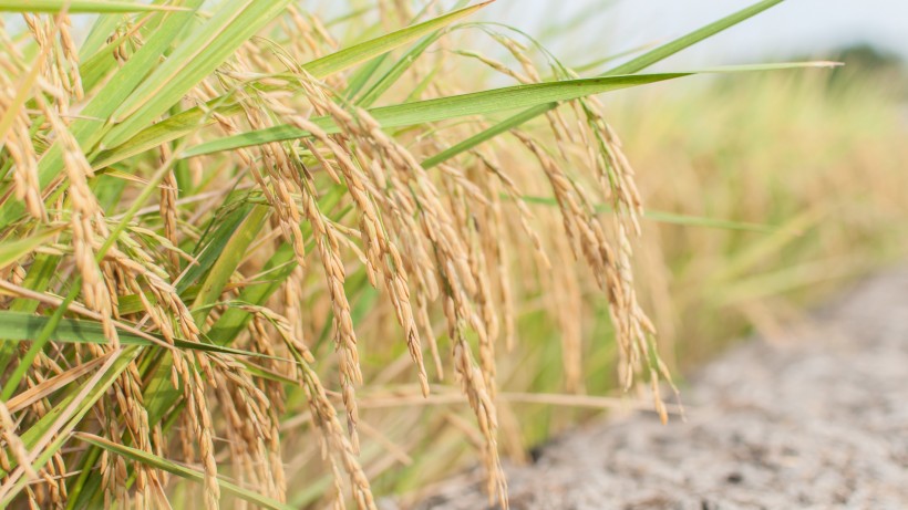 点击大图看下一张：金灿灿的水稻图片
