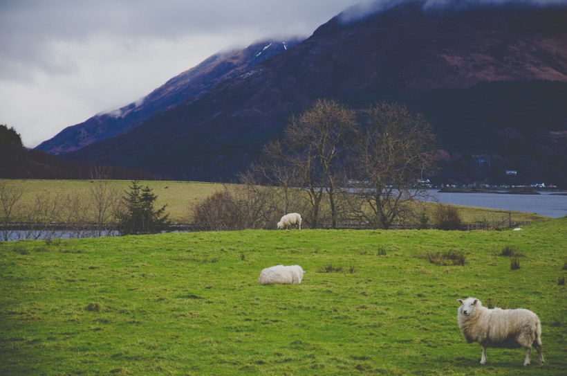 点击大图看下一张：草地上的绵羊图片