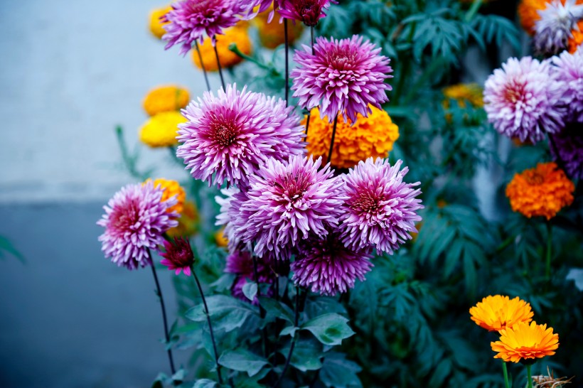 点击大图看下一张：鲜艳的菊花图片