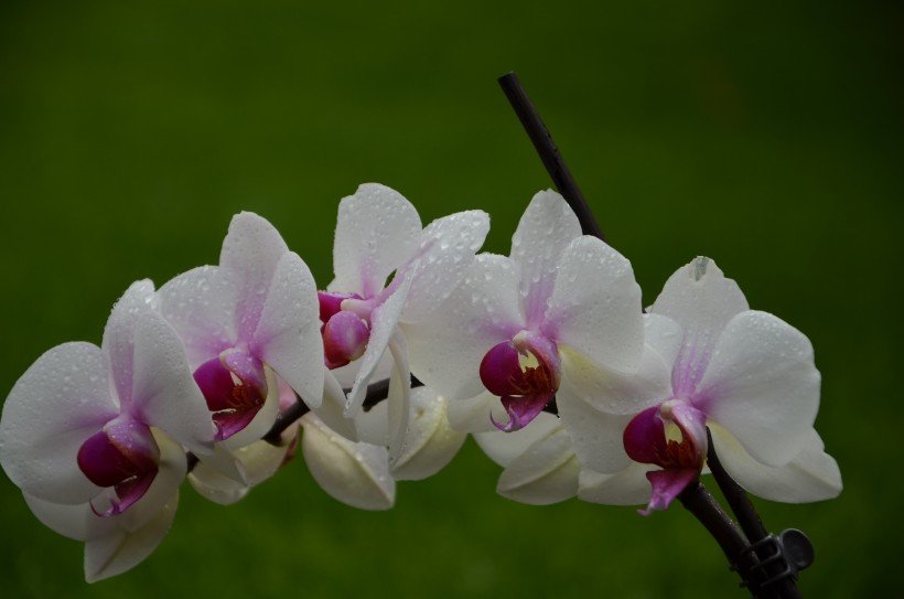 点击大图看下一张：芬芳吐艳的蝴蝶兰花图片