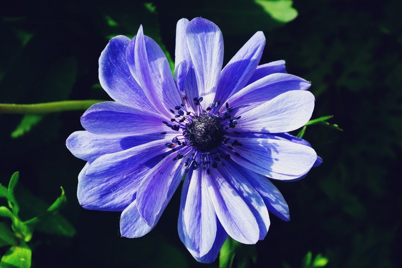 点击大图看下一张：紫色日本银莲花图片