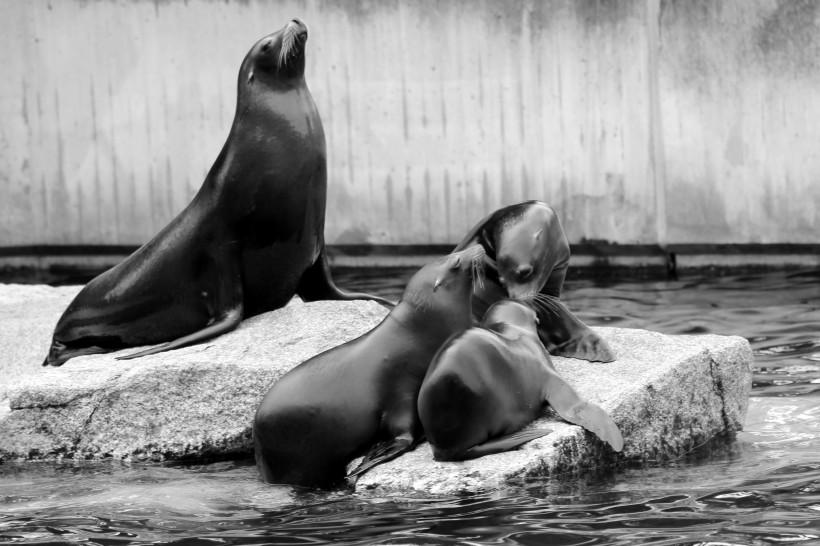 点击大图看下一张： 呆萌可爱的海狮图片