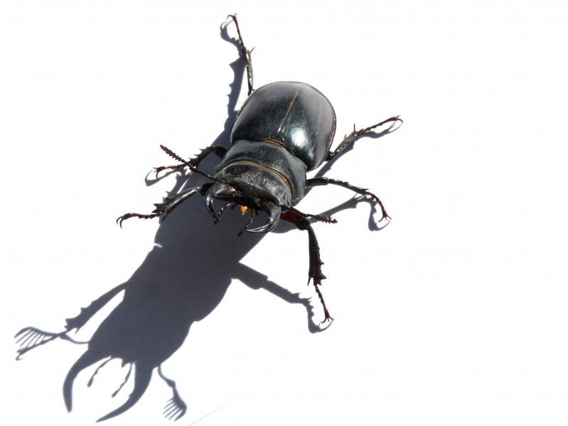 点击大图看下一张：强壮的雄鹿甲虫图片
