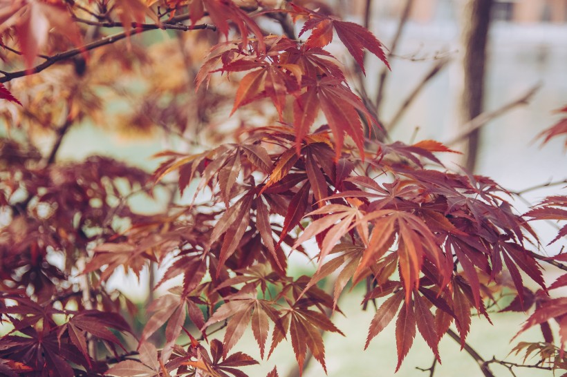 点击大图看下一张：唯美的秋天色彩图片