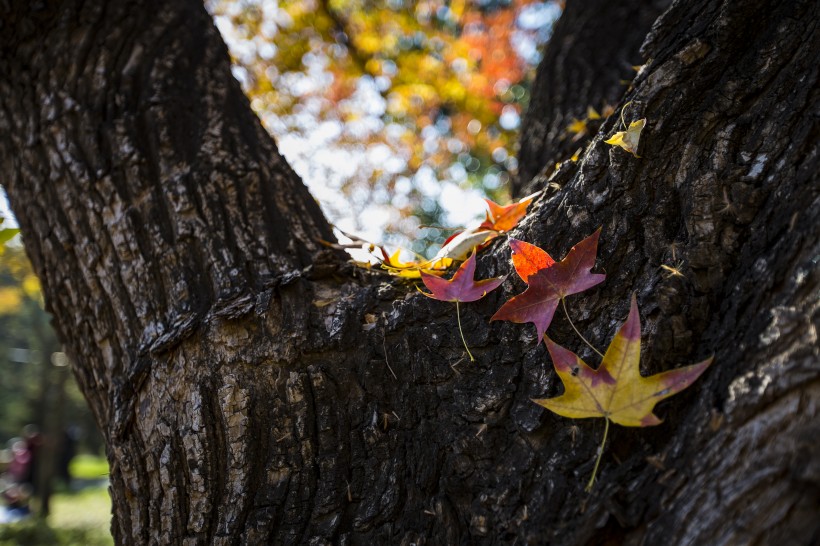 点击大图看下一张：唯美的秋叶风景图片