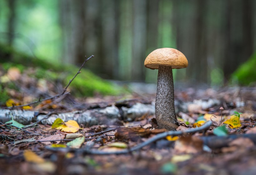 点击大图看下一张：野外的蘑菇图片
