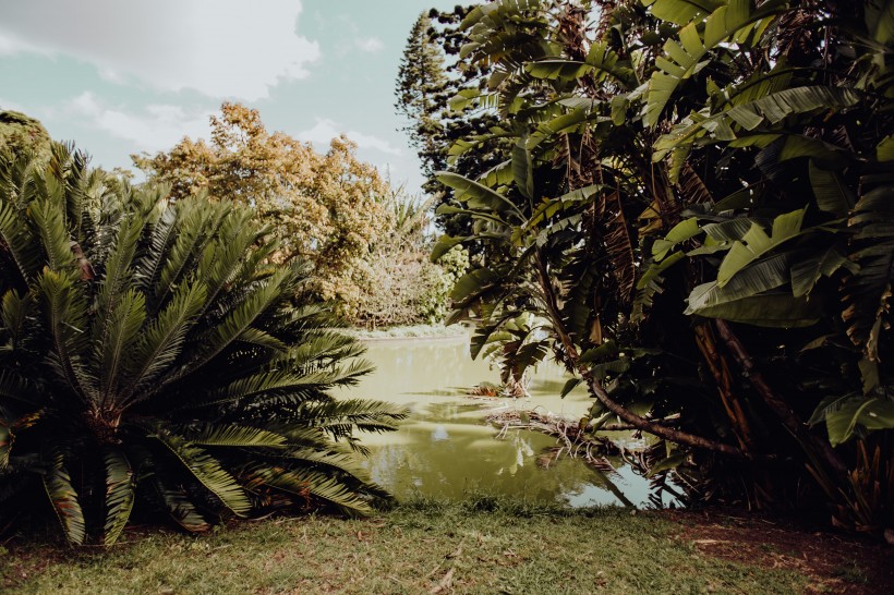 点击大图看下一张：葡萄牙热带植物园的图片