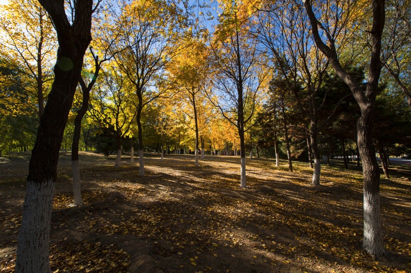点击大图看下一张：北京奥林匹克森林公园的秋天树林自然风景图片