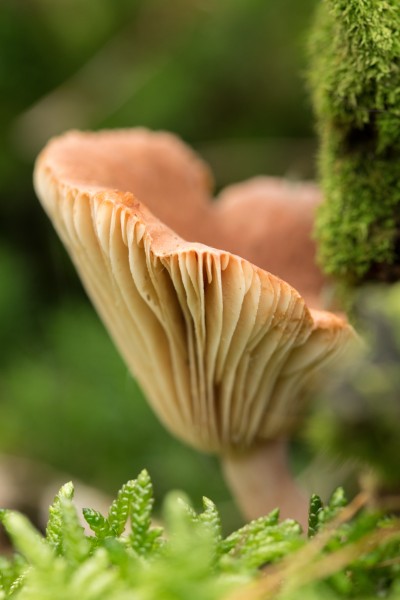 点击大图看下一张：野外的蘑菇图片