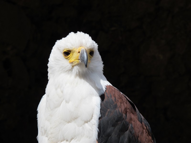 点击大图看下一张：目光锐利的白头鹰图片