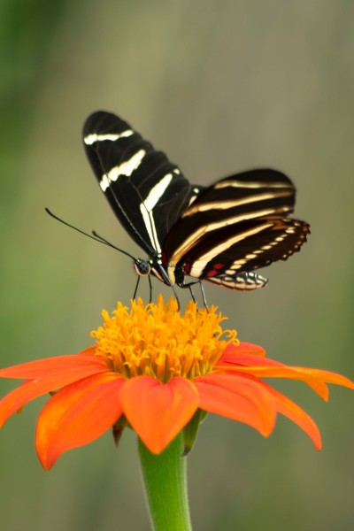 点击大图看下一张：采花蜜的蝴蝶图片