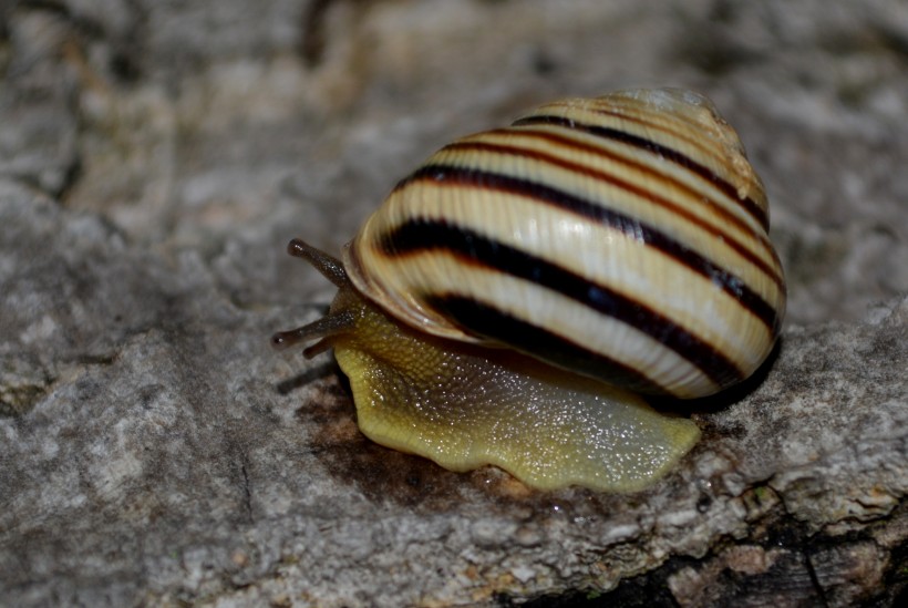 点击大图看下一张：蜷缩在壳里的蜗牛图片