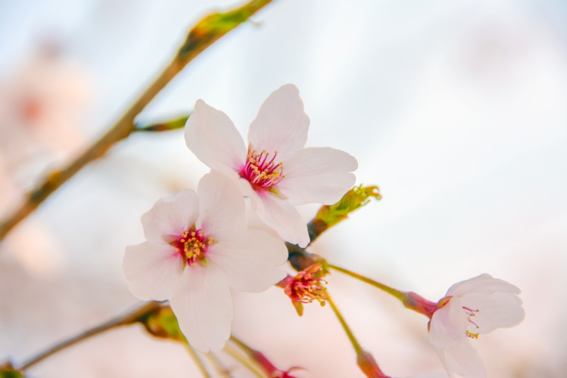 点击大图看下一张：唯美好看灿烂的樱花图片