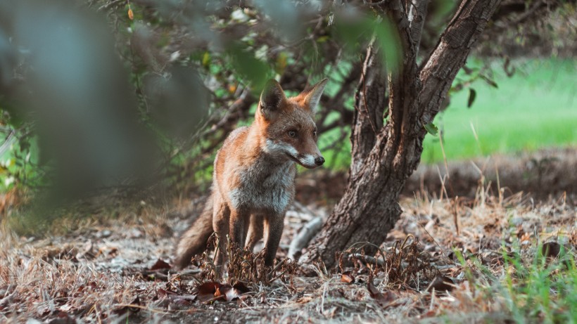 点击大图看下一张：可爱的野生狐狸的图片