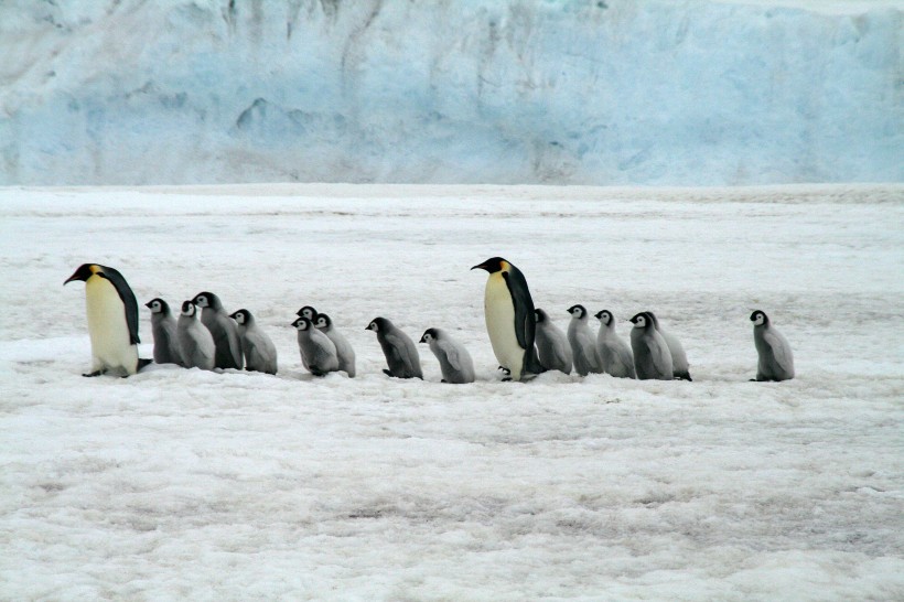点击大图看下一张：可爱的企鹅图片