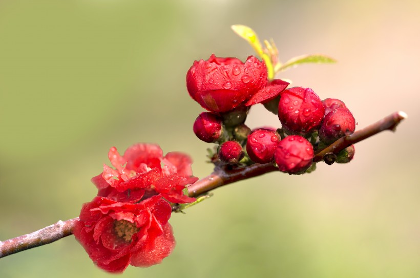 点击大图看下一张：娇艳盛开的贴梗海棠花图片