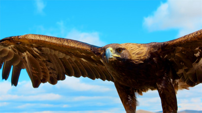 点击大图看下一张：张开翅膀的老鹰图片