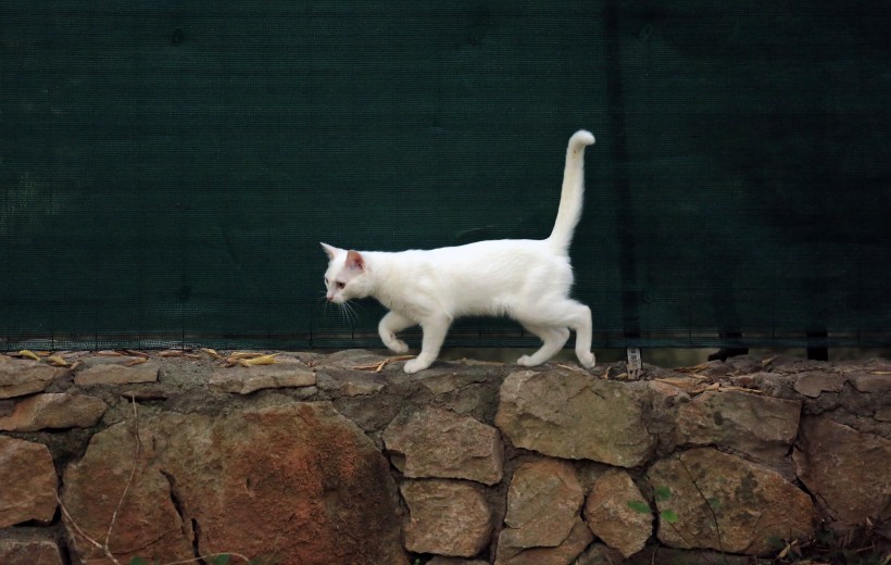 点击大图看下一张：可爱白色小猫图片