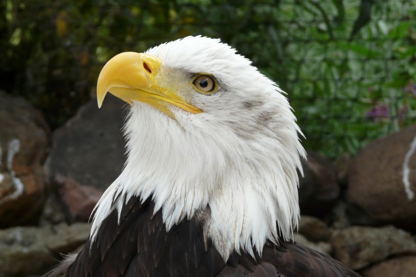 点击大图看下一张：美国国鸟白头海雕头部图片
