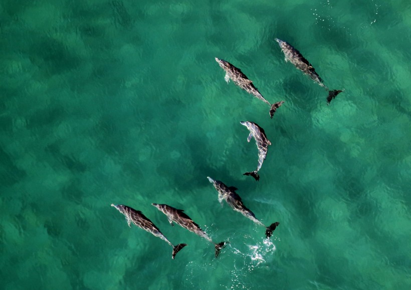 点击大图看下一张：成群结队的海豚图片