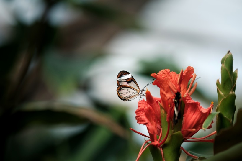 点击大图看下一张：采花蜜的蝴蝶图片