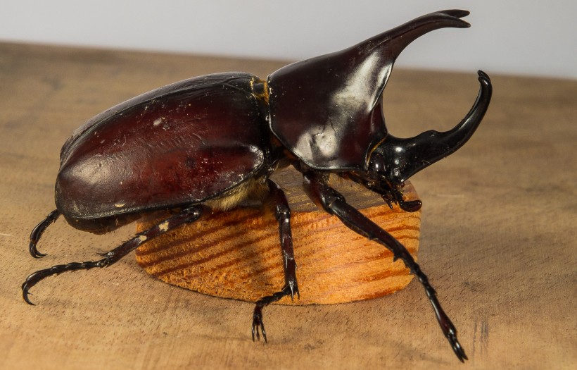 点击大图看下一张：力量惊人的犀牛甲虫图片