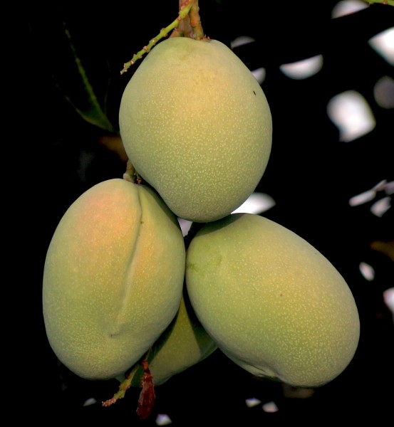 点击大图看下一张：树枝上未成熟的芒果图片
