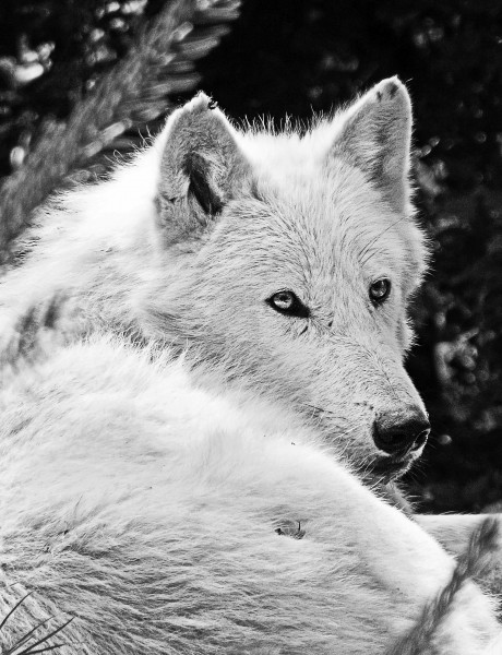 点击大图看下一张：白色的野狼图片