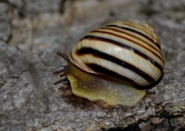 蜷缩在壳里的蜗牛图片_11张
