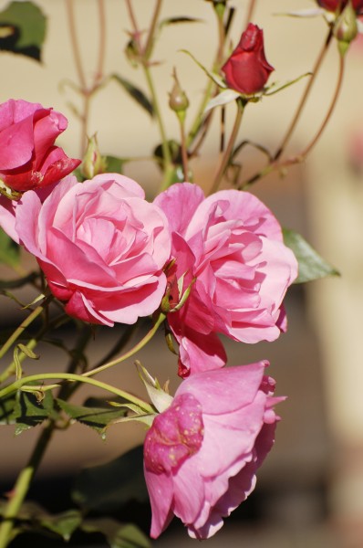 点击大图看下一张：娇艳的粉色玫瑰花图片
