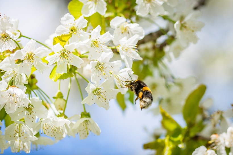 点击大图看下一张：正在采花蜜的蜜蜂图片
