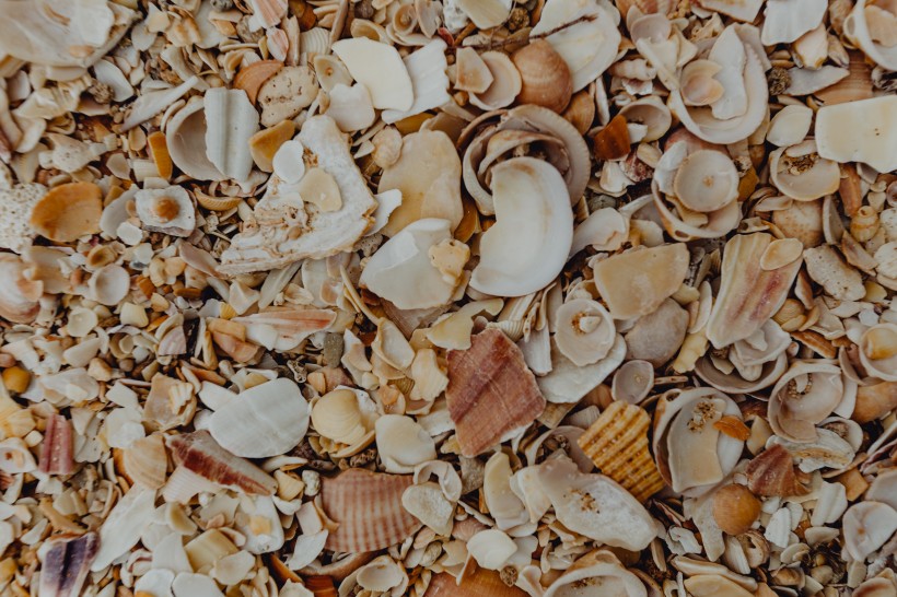 点击大图看下一张：沙滩贝壳和小石子的图片